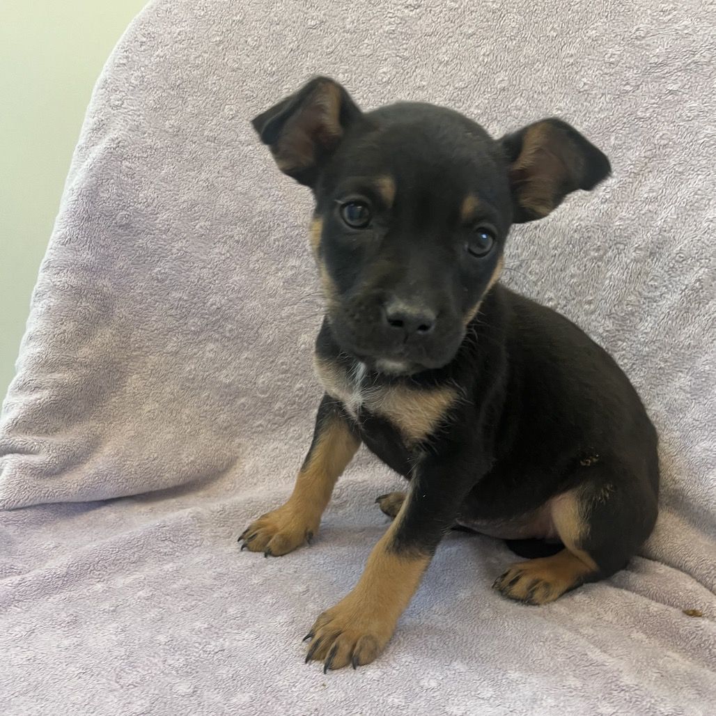 Hello my name is Jujubes