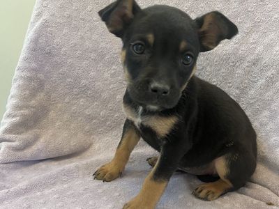 Hello my name is Jujubes