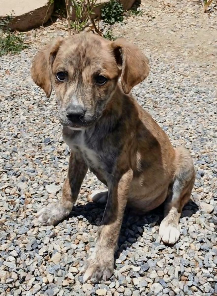 Rigel, 3 month hound, pointer mix puppy