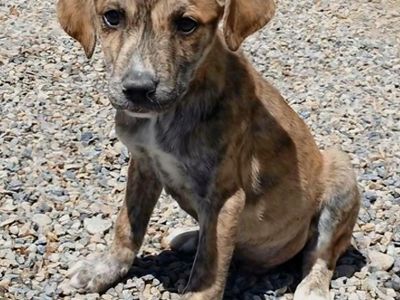 Rigel, 3 month hound, pointer mix puppy