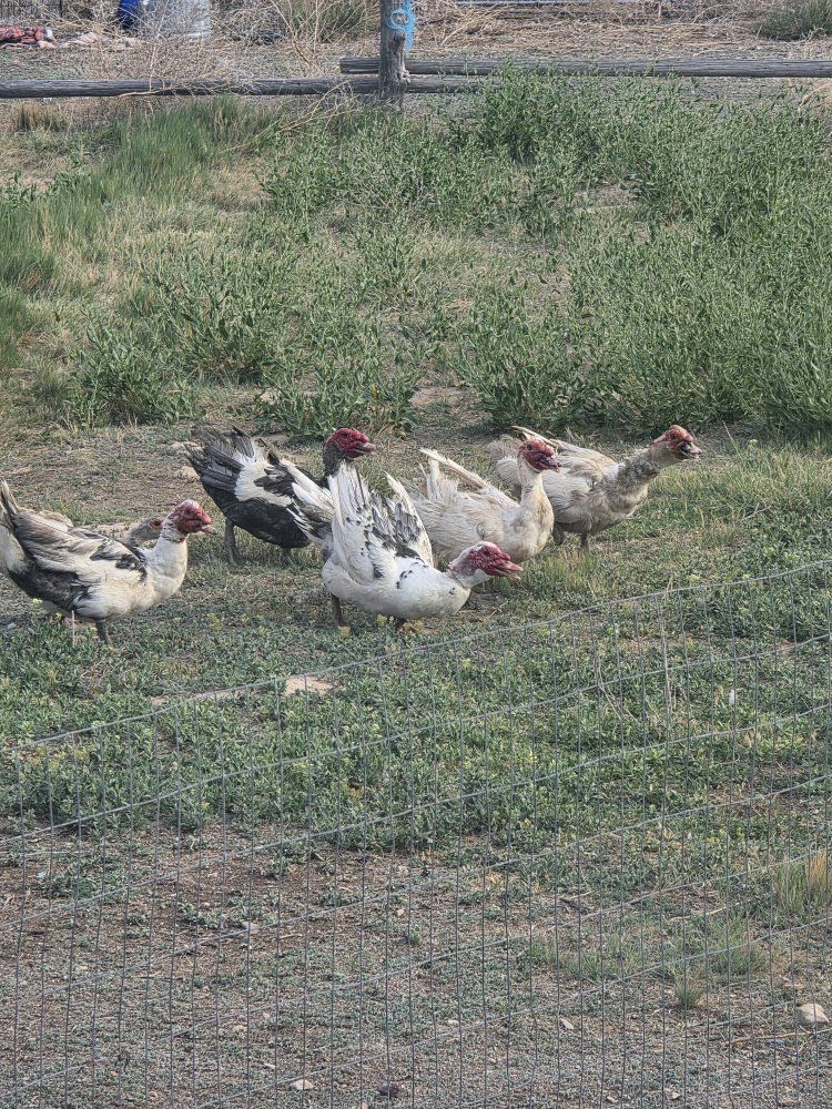 Muskovi ducks