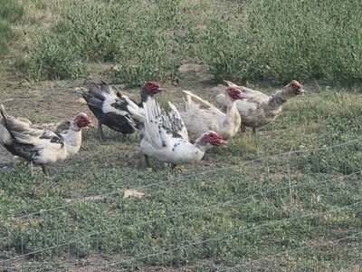 Muskovi ducks