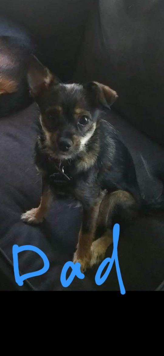 chihuahua pomeranian puppies