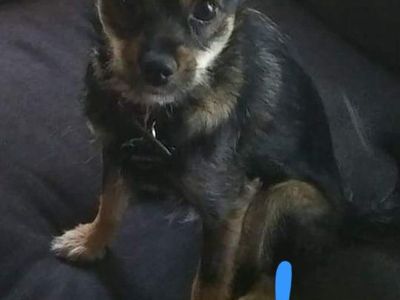 chihuahua pomeranian puppies