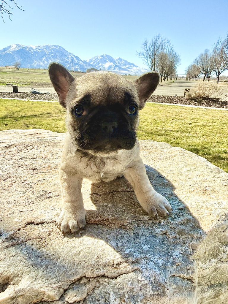 AKC French Bulldog Frenchie Puppy