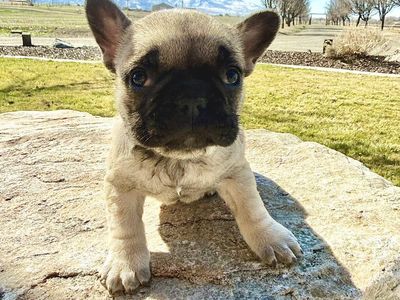 AKC French Bulldog Frenchie Puppy