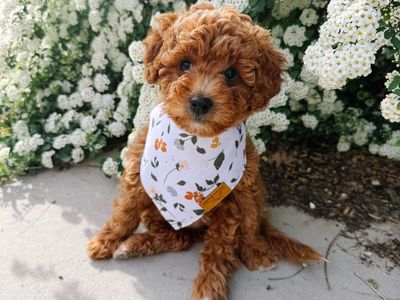 Mini/Petite Goldendoodle Puppies F1b (early training) Ready Now!