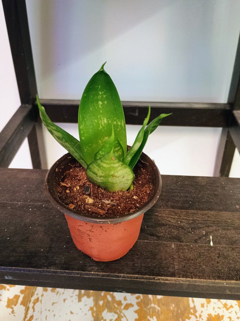 Dwarf Snake plant(bird's nest). 3" nursery pot.
