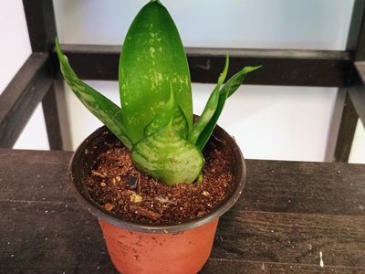Dwarf Snake plant(bird's nest). 3" nursery pot.