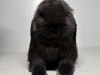 Holland lop doe