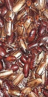 Orange Head Roaches