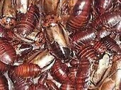 Orange Head Roaches