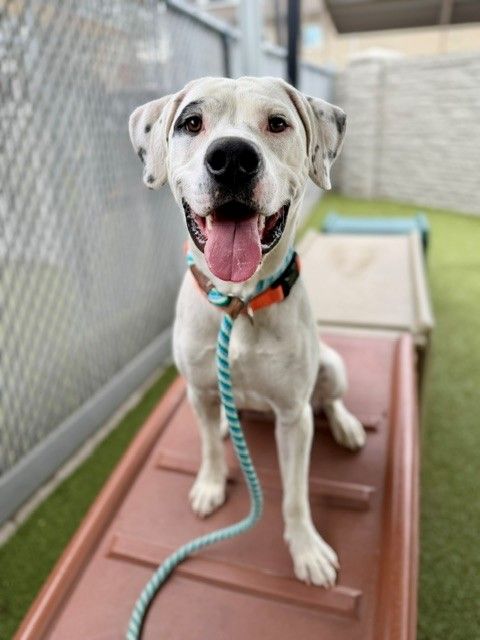 A163580 Cookies n Cream Available for Adoption