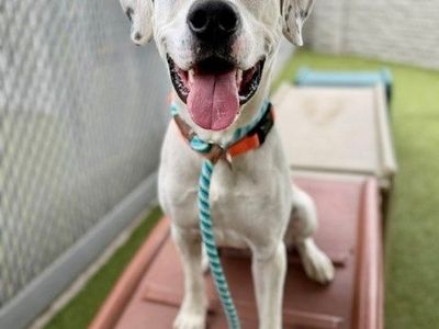 A163580 Cookies n Cream Available for Adoption