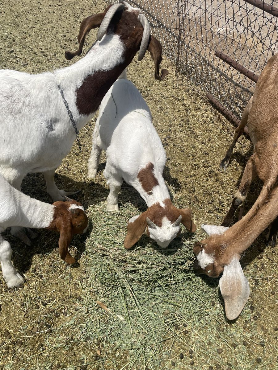Goats