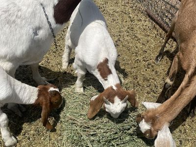 Goats