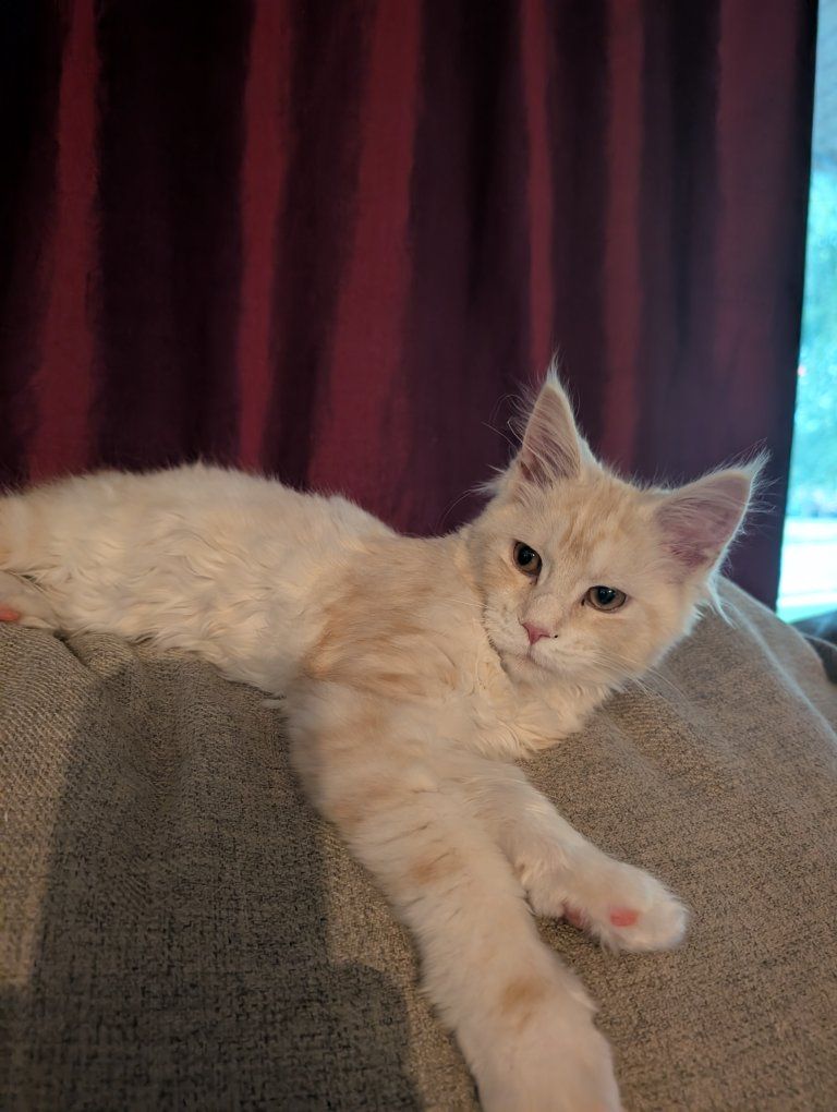 Pure bred Registered Maine Coon Kitten