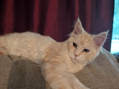 Pure bred Registered Maine Coon Kitten