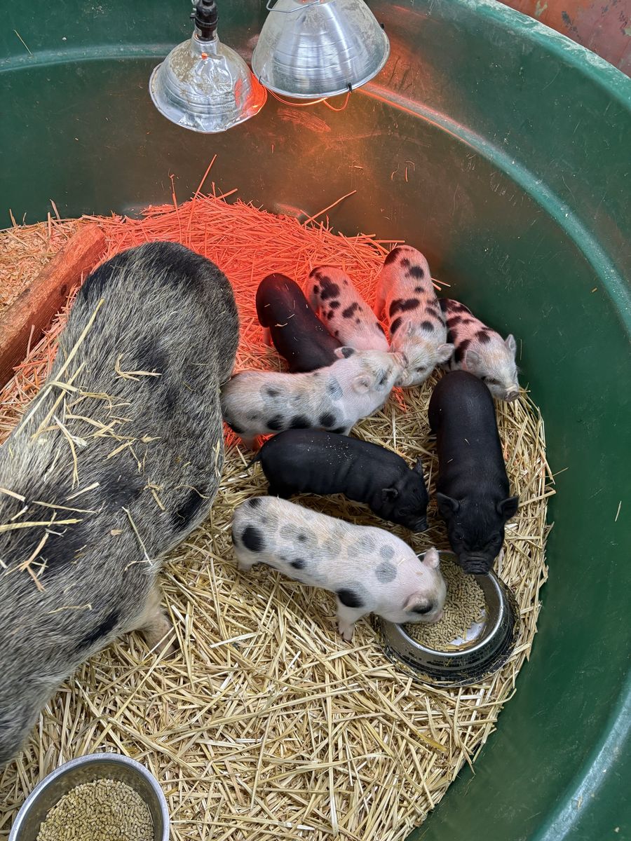 Juliana Miniature/Mini piglets