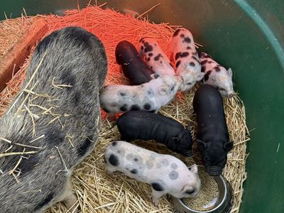 Juliana Miniature/Mini piglets