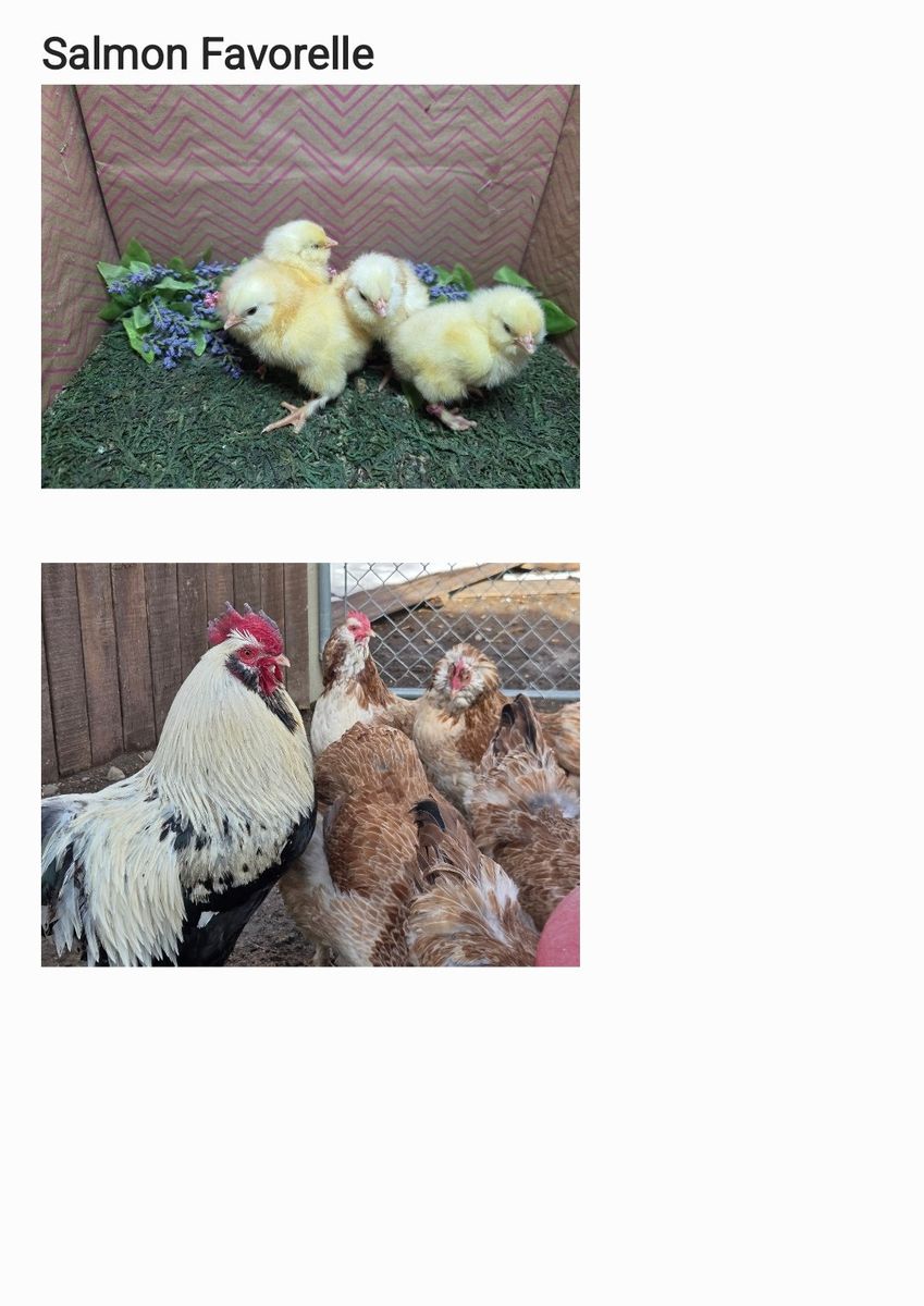 Salmon Favorelle Chicks