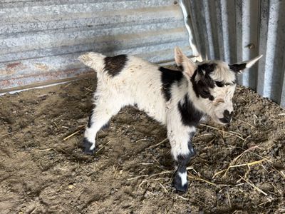 Brand new baby girl goats