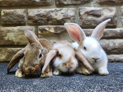 Cute Baby Rex Mix Bunnies