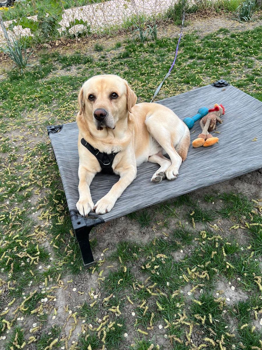 Labrador Retriever - Rehome