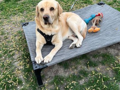 Labrador Retriever - Rehome