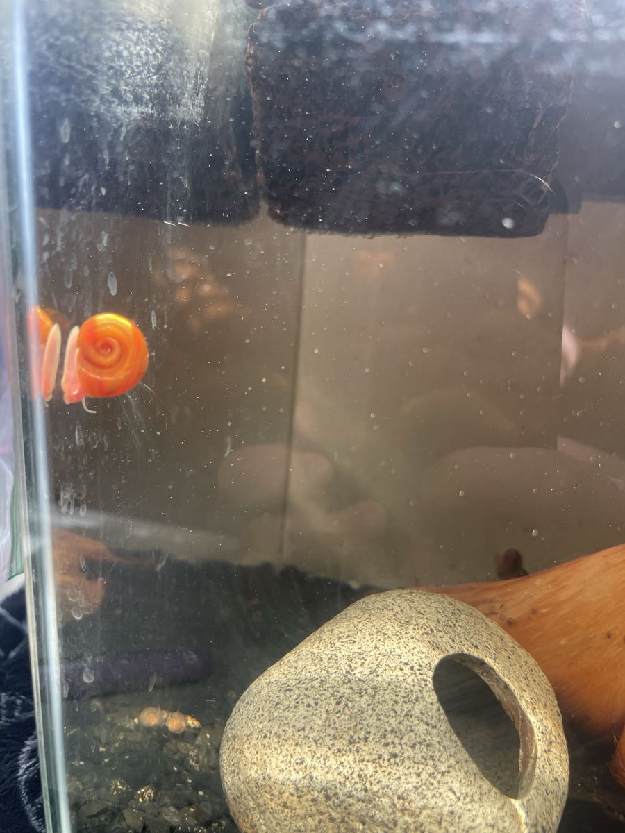 ramhorn snails