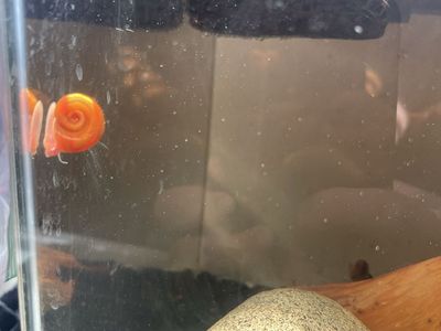 ramhorn snails