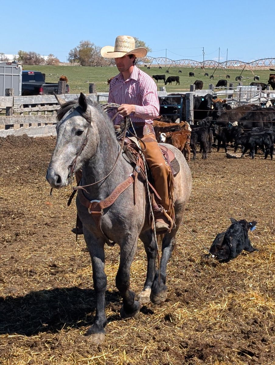 4 Year Old Half Draft Gelding