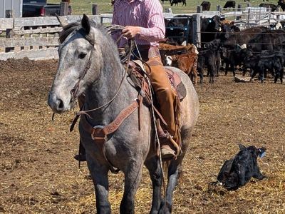 4 Year Old Half Draft Gelding