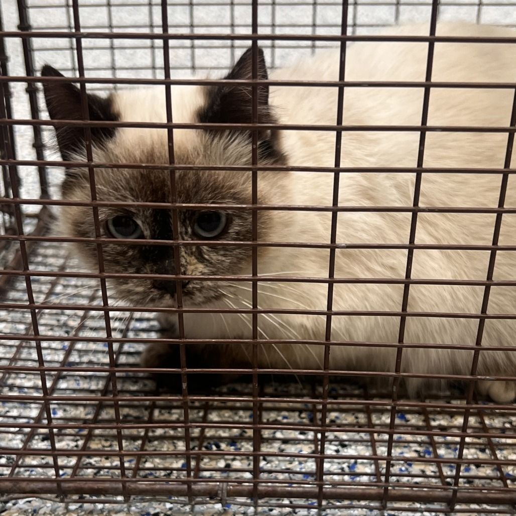 Hello my name is Starfruit