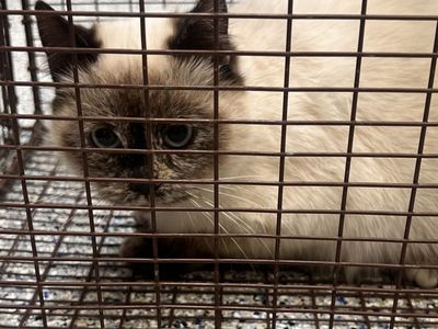 Hello my name is Starfruit