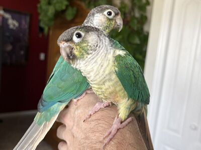 Yellow Sided Turquoise Green Cheek Conures