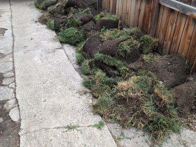 Free Sod/Turf/Grass - Multiple Rolls, Ready for Pickup