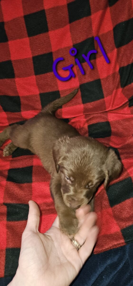 Valentines day puppies