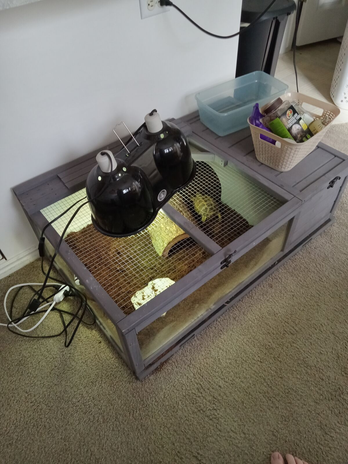 Russian Tortoise for Sale