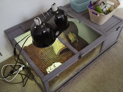 Russian Tortoise for Sale