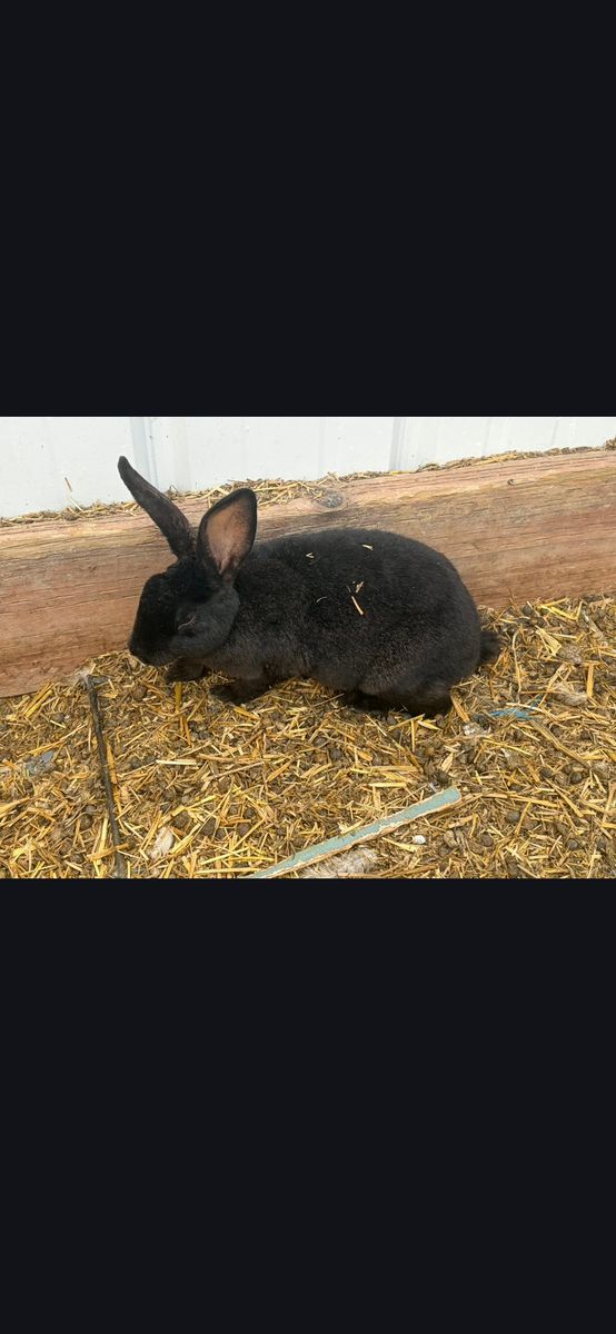 Bunnies