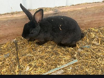 Bunnies