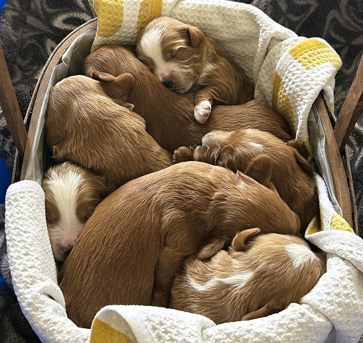 3rd Gen Mini GOLDEN CAVAPOO Puppies Goldendoodle Cavalier Golden Retriever Poodle F2b Multi-gen