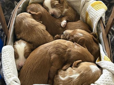 3rd Gen Mini GOLDEN CAVAPOO Puppies Goldendoodle Cavalier Golden Retriever Poodle F2b Multi-gen