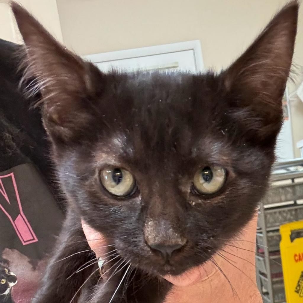 Hello my name is Hershey