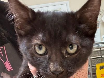 Hello my name is Hershey