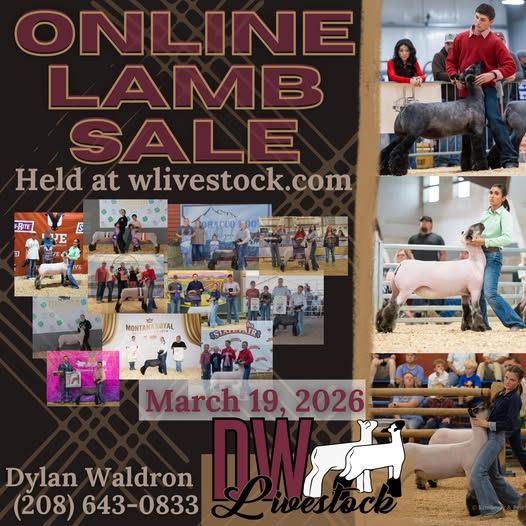 Club / Show Lambs