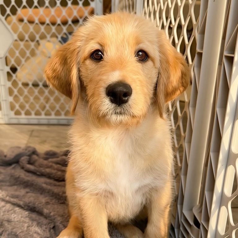 READY NOW Labradoodle Puppies