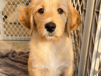 READY NOW Labradoodle Puppies