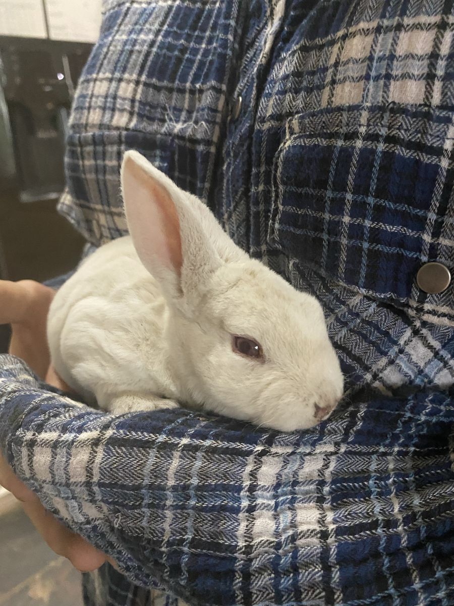 Adorable White Rabbit - Well-Socialized Pet